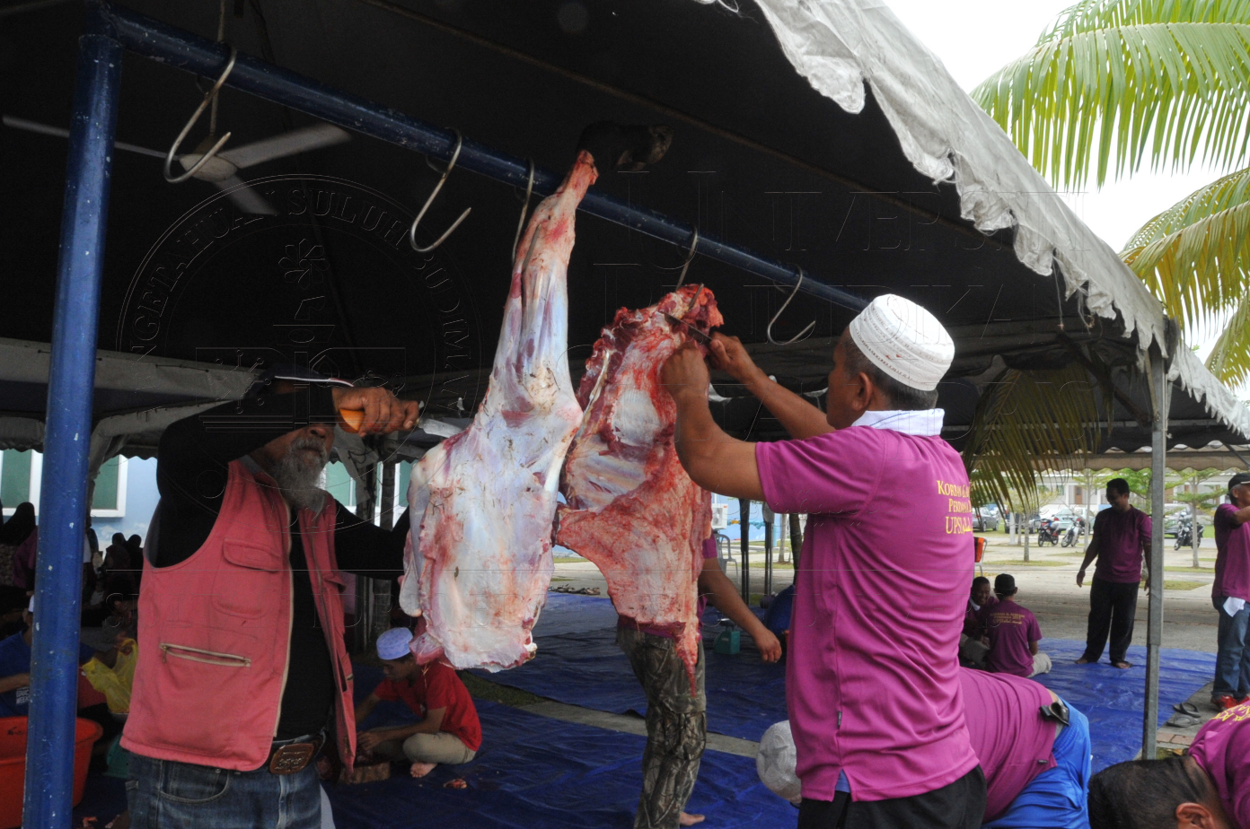 PRO15 150 KORBAN HAS 6959